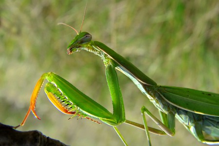 mantis religiosa